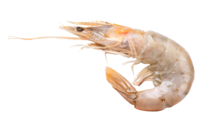 fulchers seafood brown shrimp