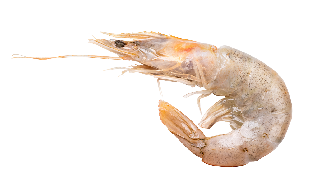 fulchers seafood brown shrimp