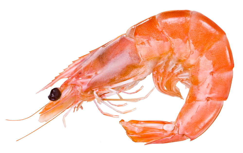 fulchers seafood pink shrimp