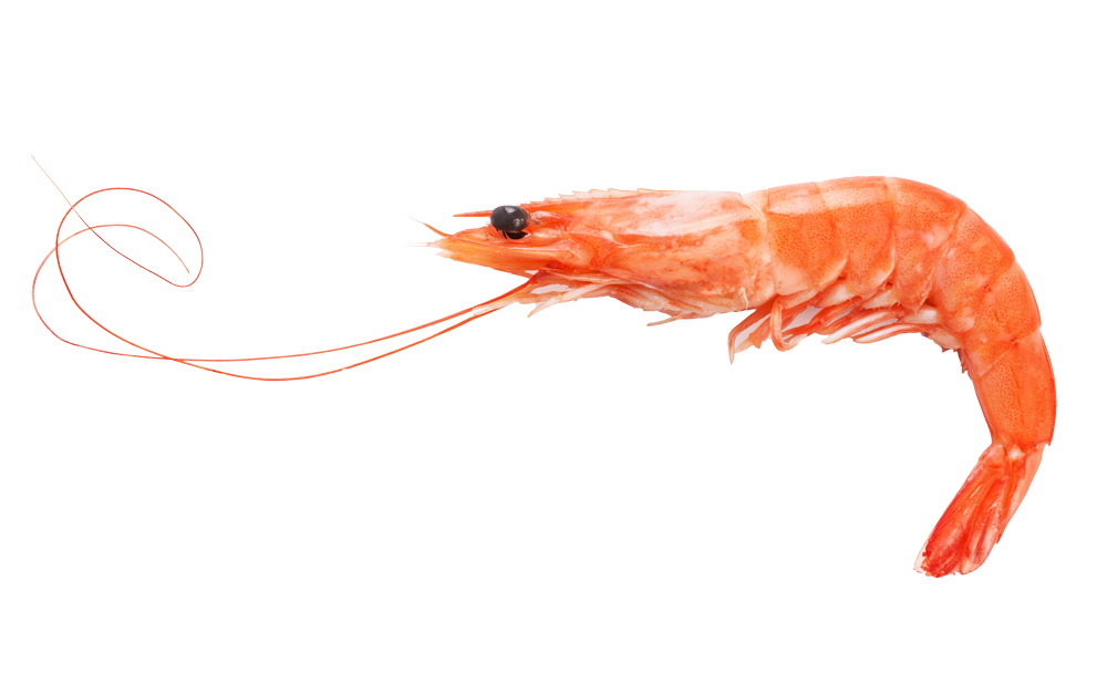 fulchers seafood royal red shrimp