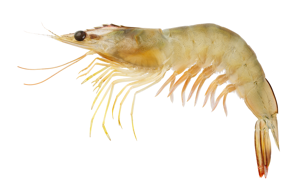fulchers seafood white shrimp